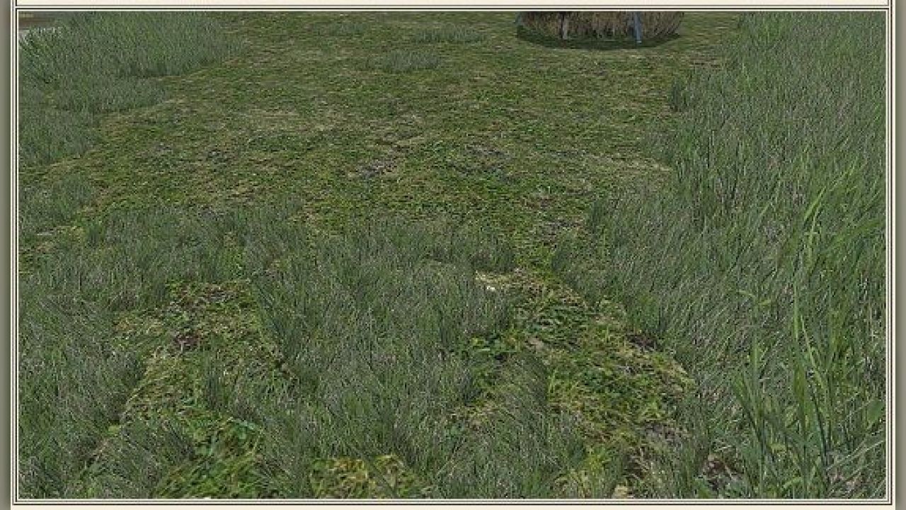 Grass texture