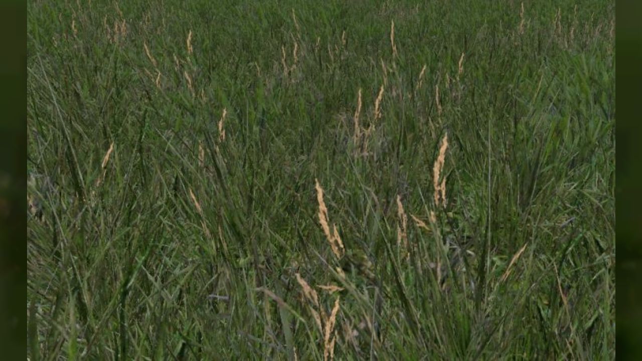 Grass Texture