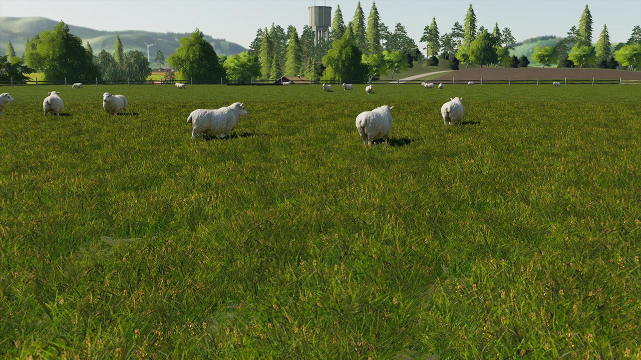 Sheep enclosure