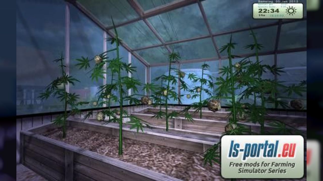 Greenhouse with hemp