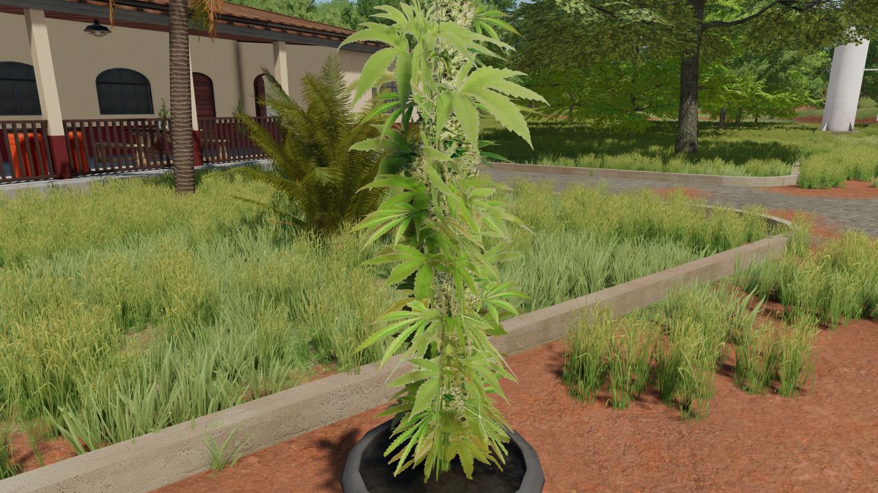 Pacchetto di piante di cannabis