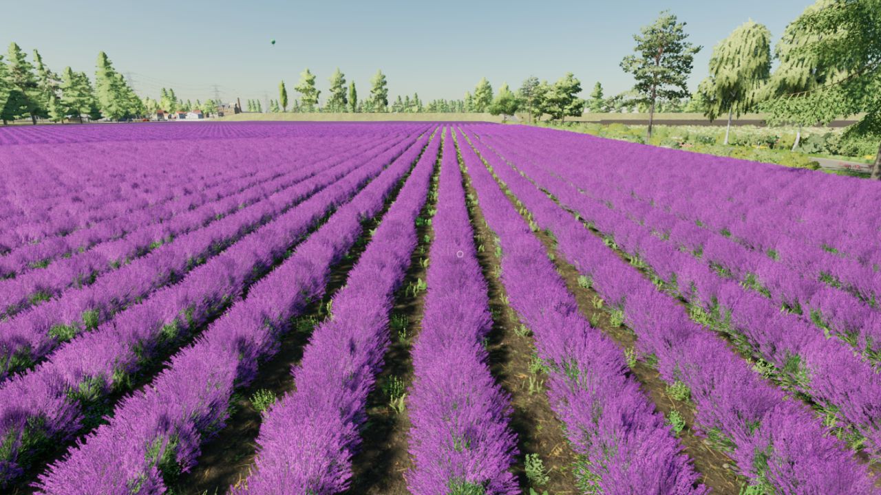 Lavanda em fileiras (Prefab)