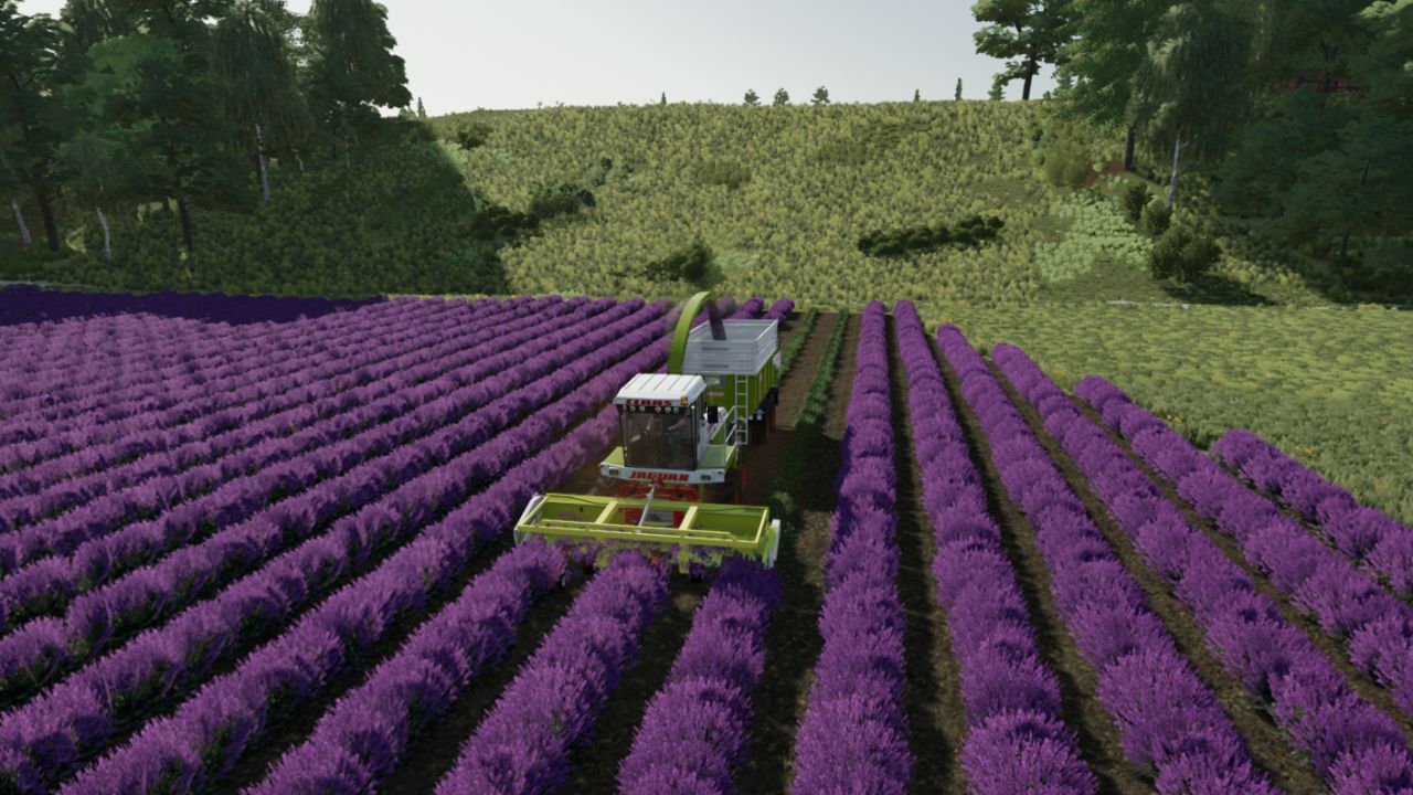 Lavanda em fileiras (Prefab)