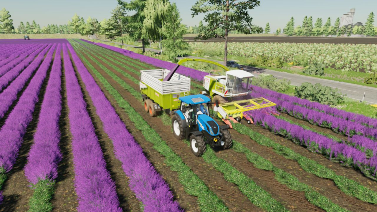 Lavanda em fileiras (Prefab)