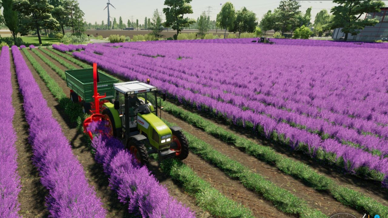 Lavanda em fileiras (Prefab)