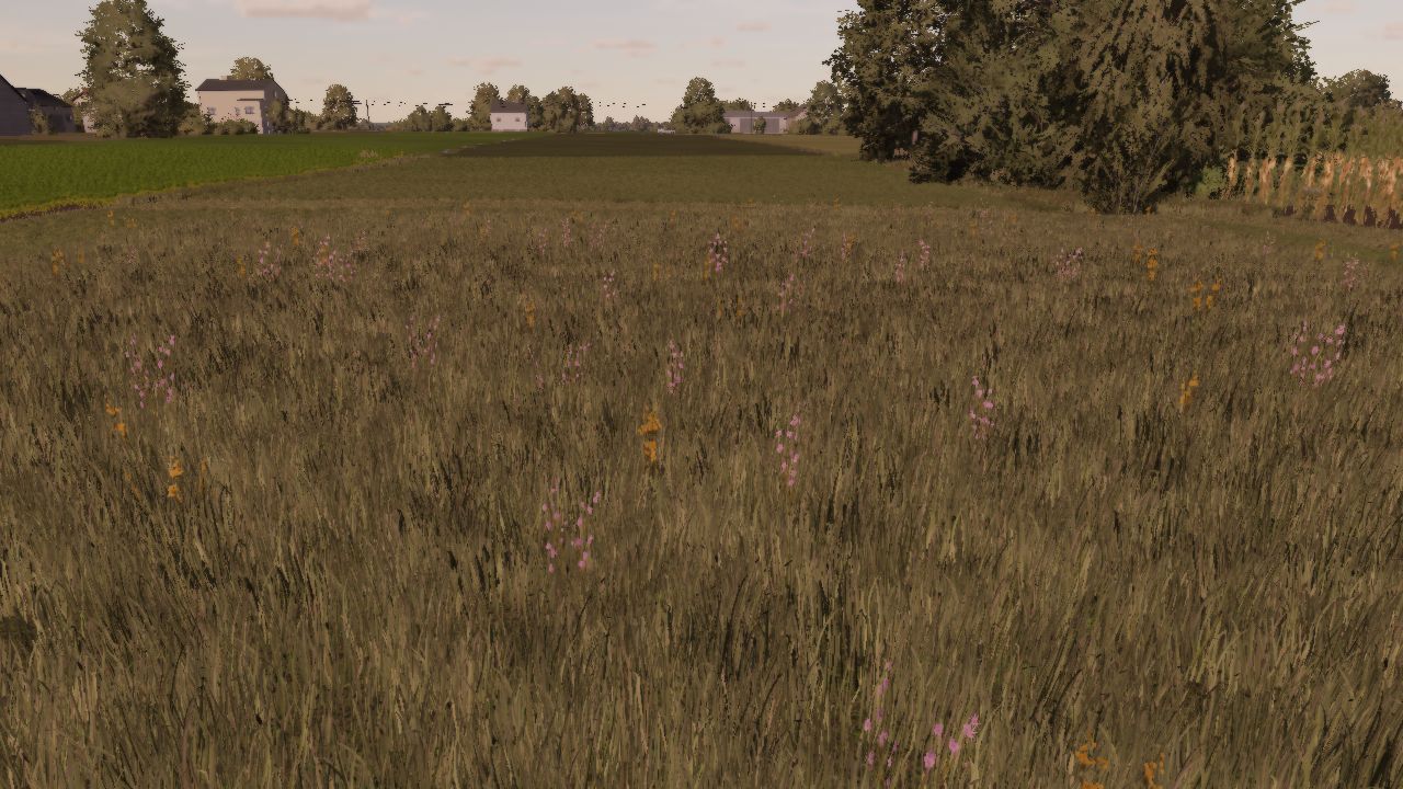 Meadow Texture