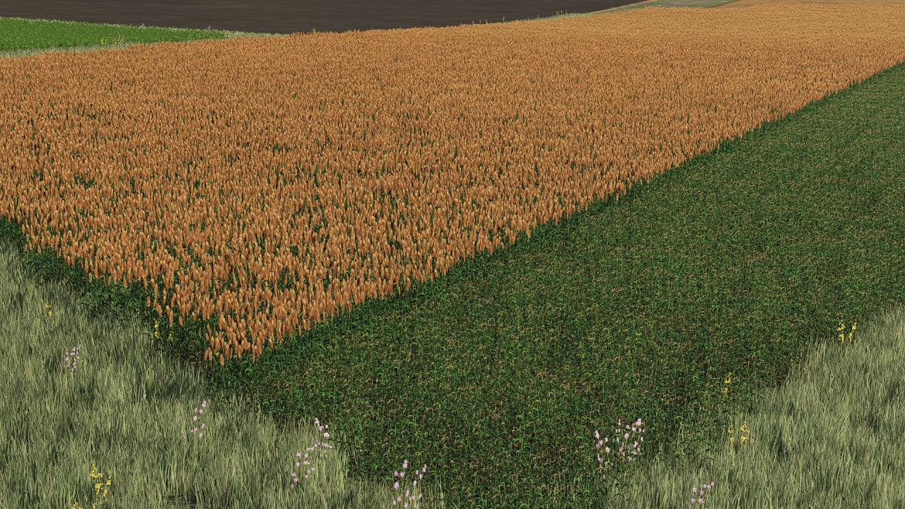 Nueva textura de sorgo lista para la cosecha