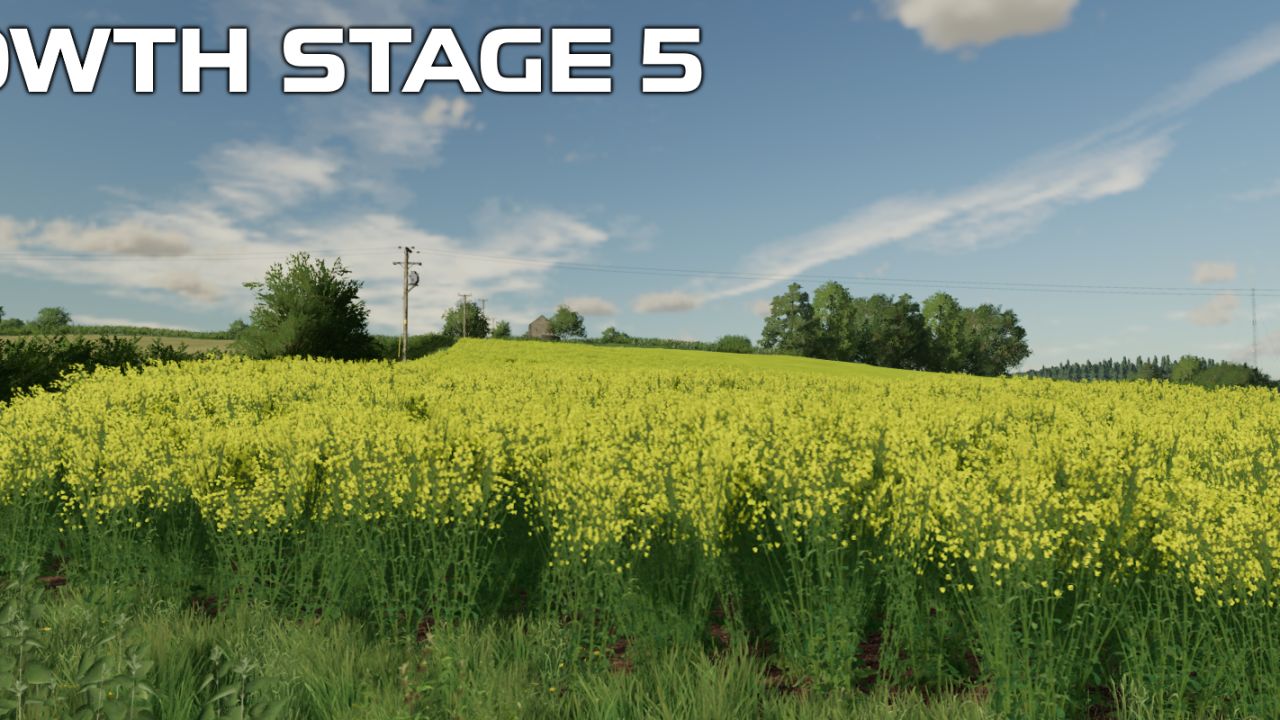 OSR / canola crop textures FS22 - KingMods