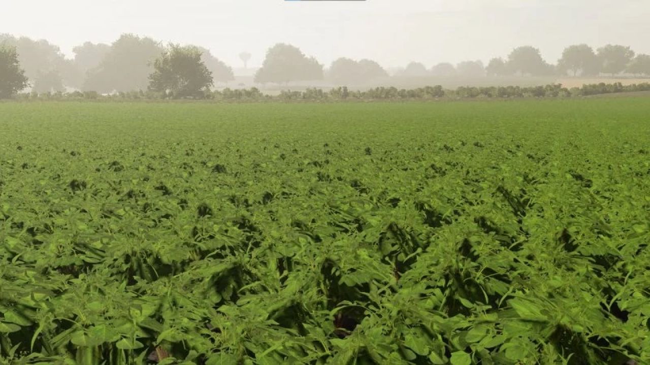 Texturas de batata