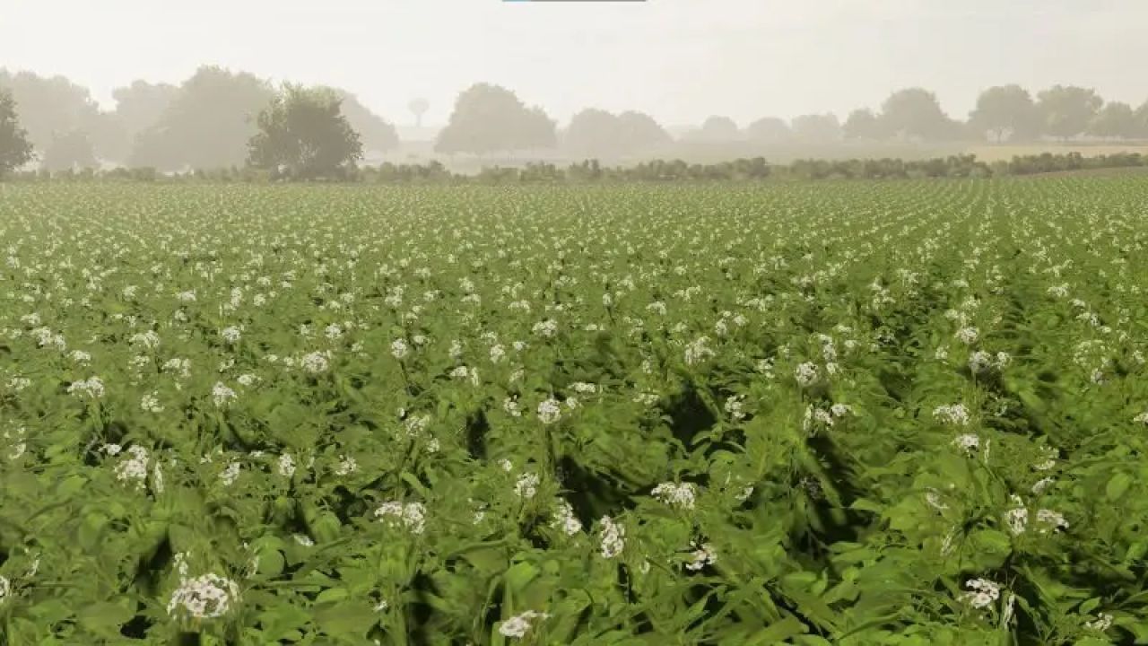 Texturas de batata