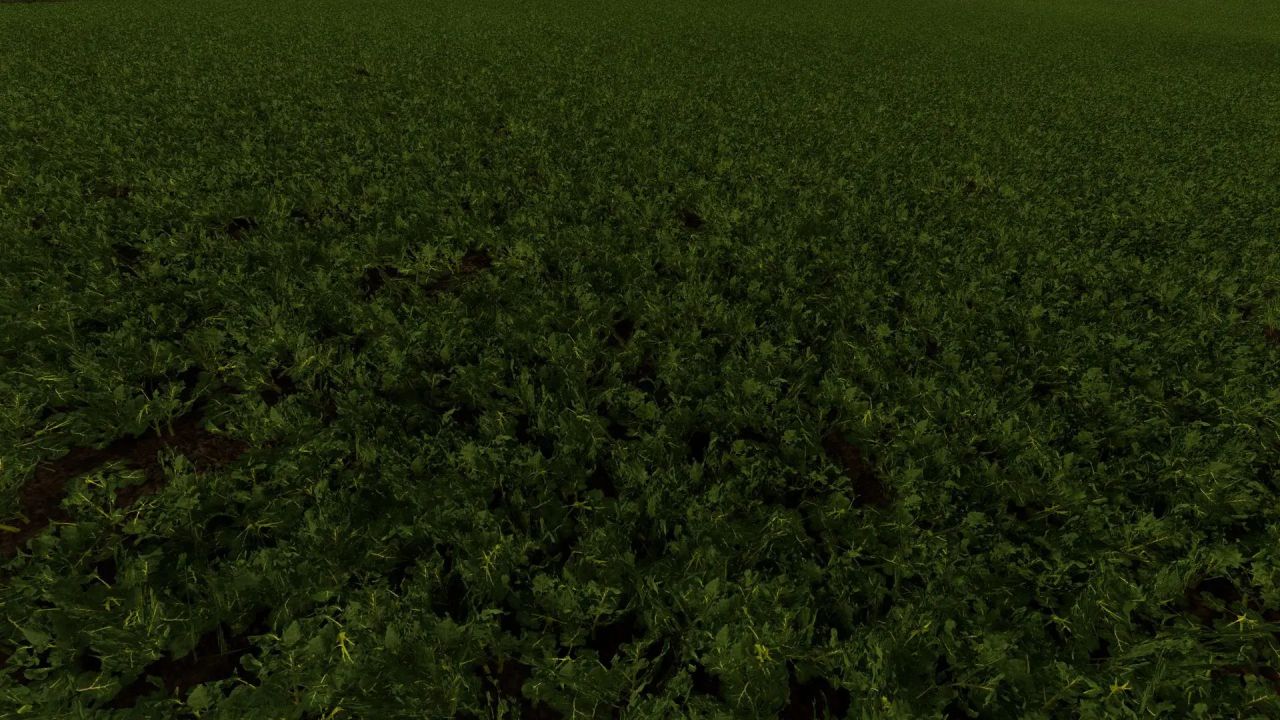 Rapeseed texture