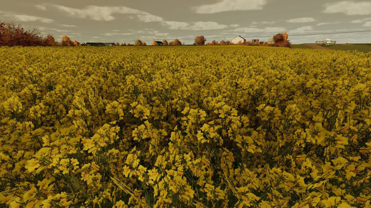 Rapeseed texture