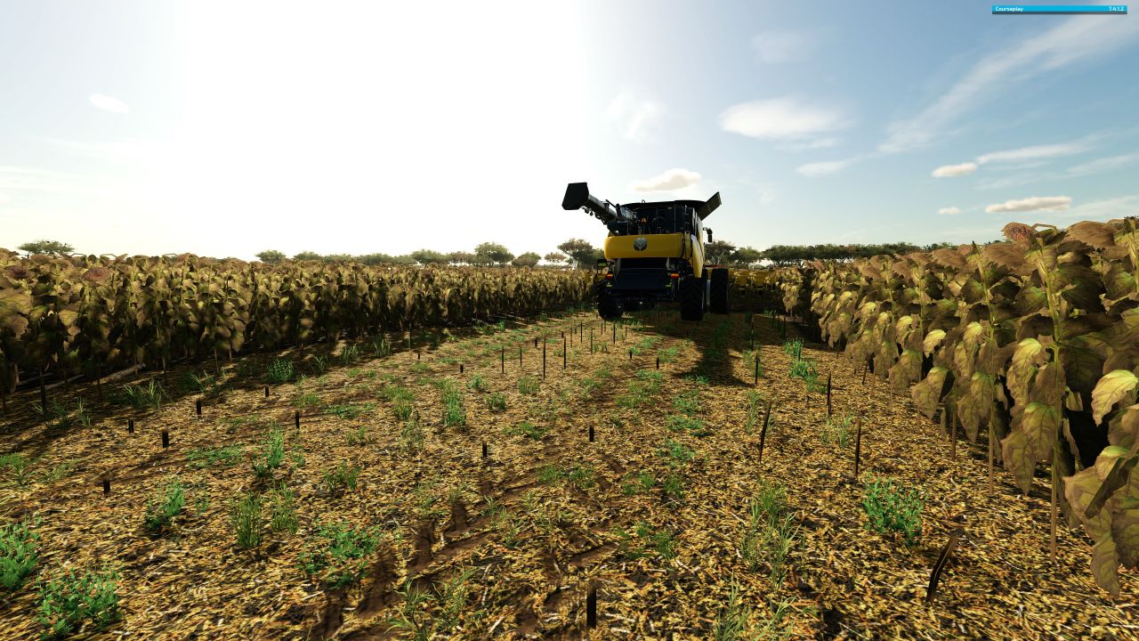 Follaje de sorgo y girasoles.