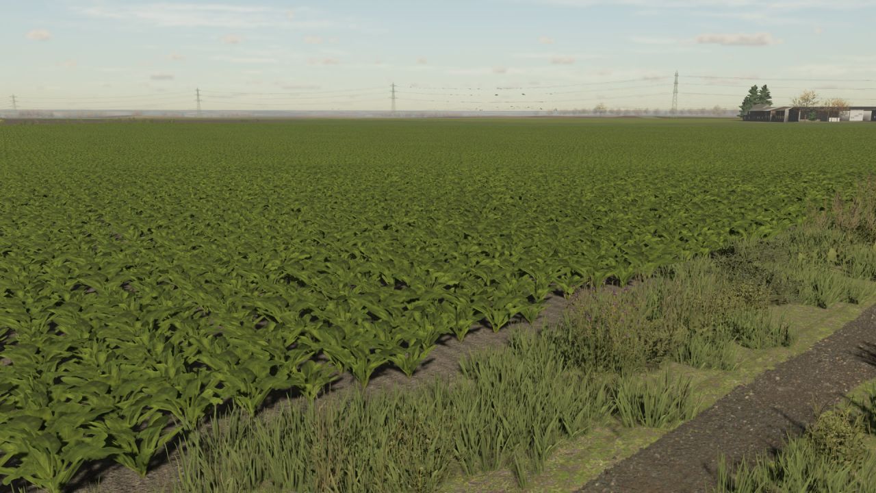 Sugar Beet Textures Fs22 Kingmods 8256