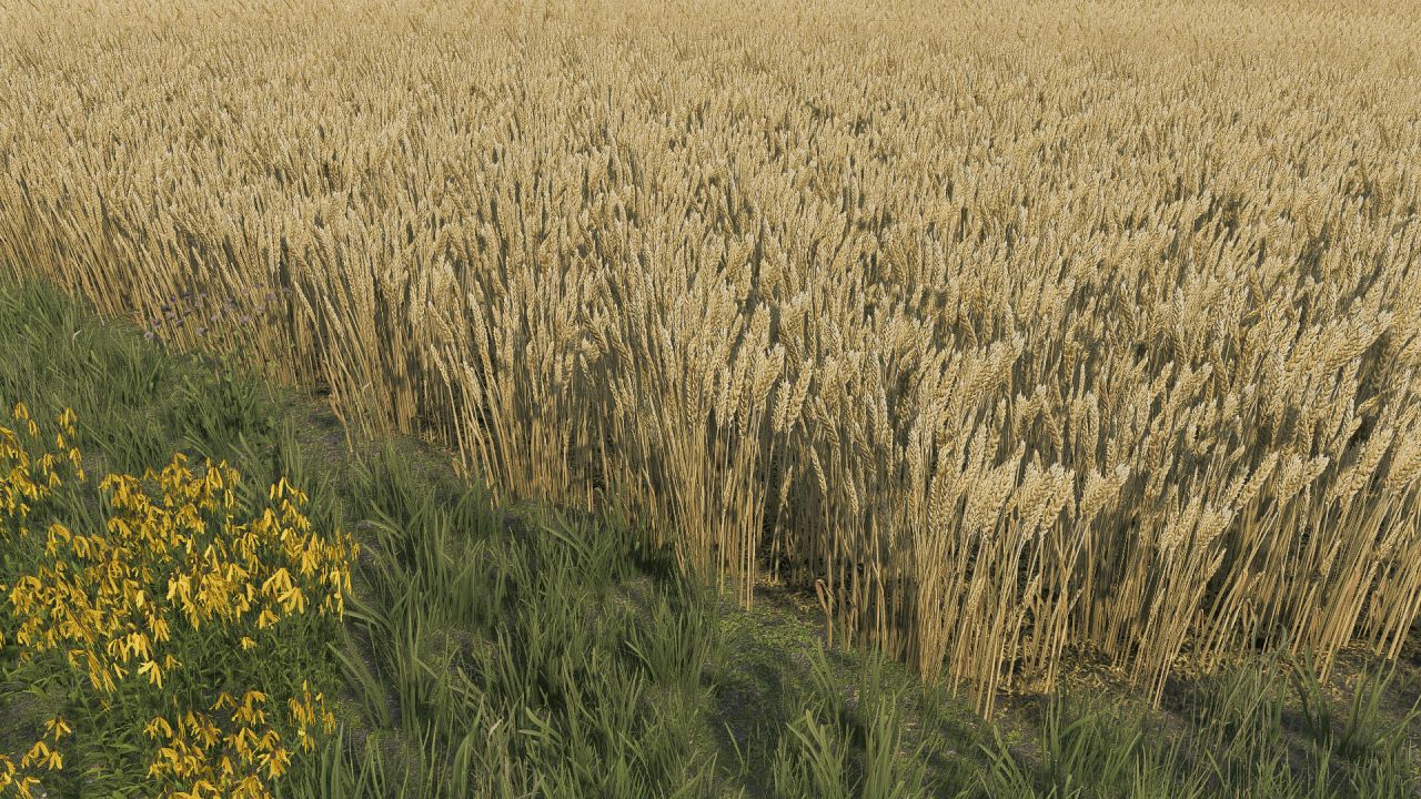 Wheat texture