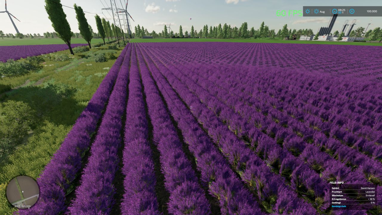 Lavendel (in tatsächlichen Reihen)