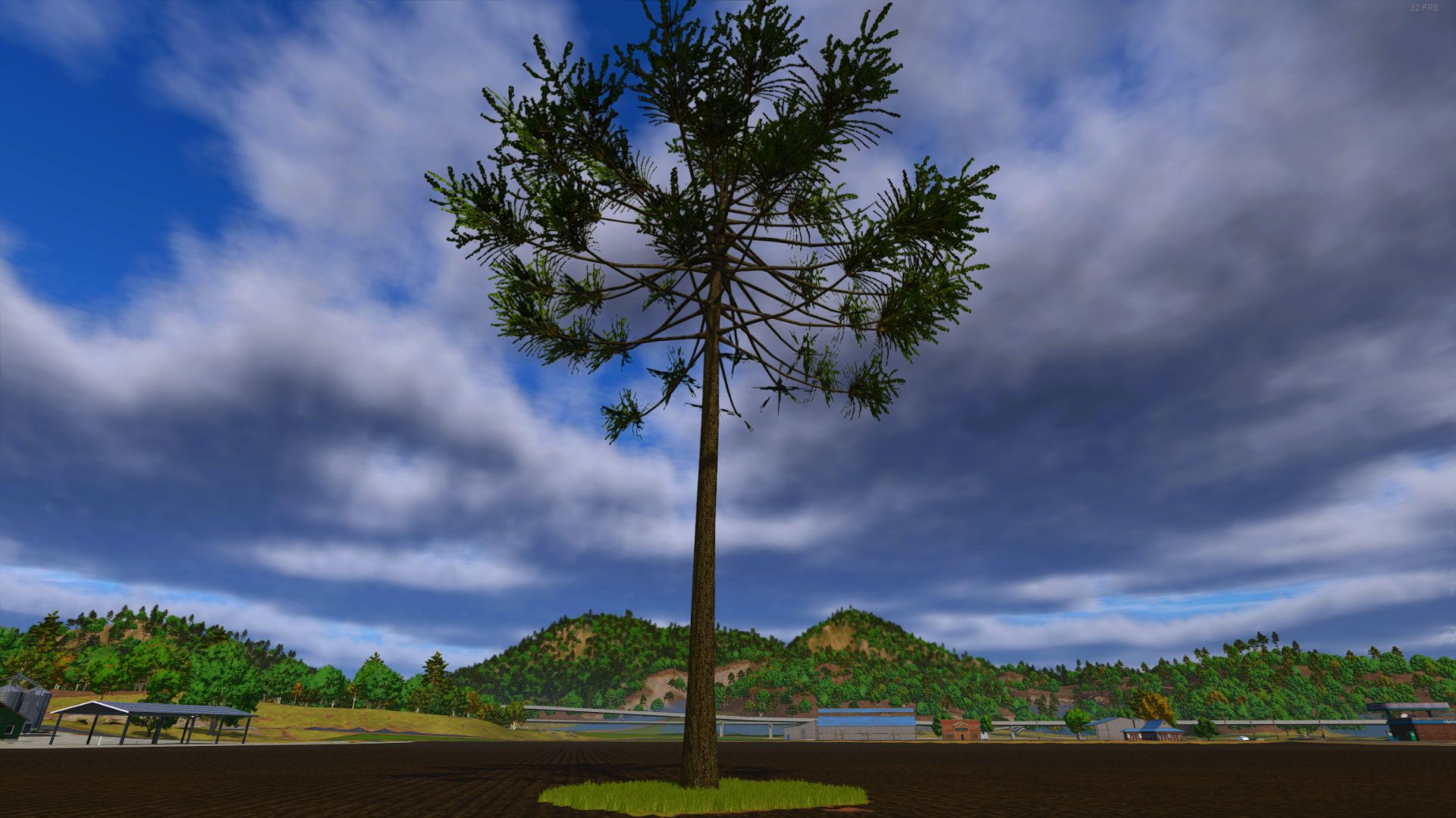 Arariaucaria