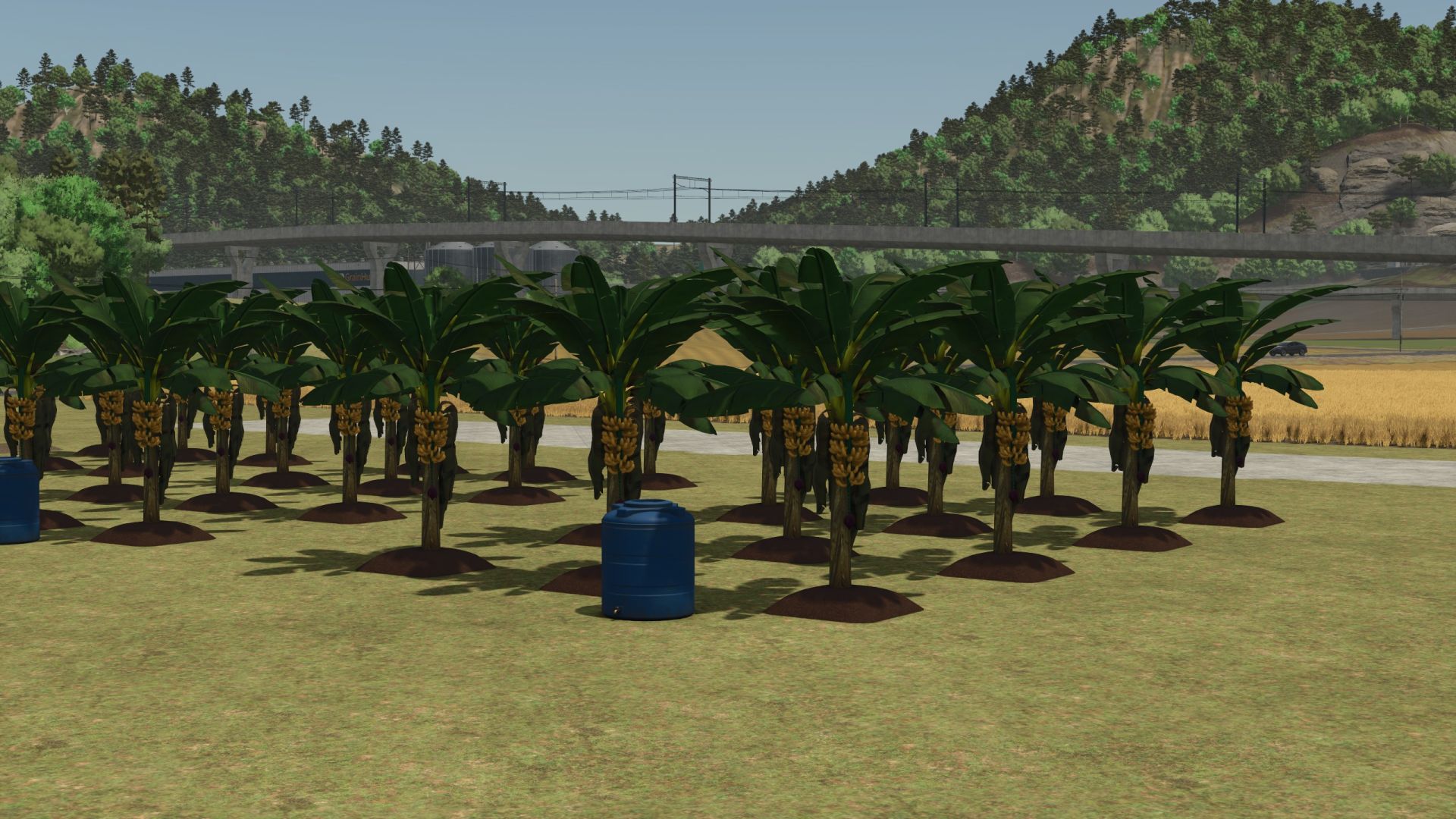 Banana Plantation