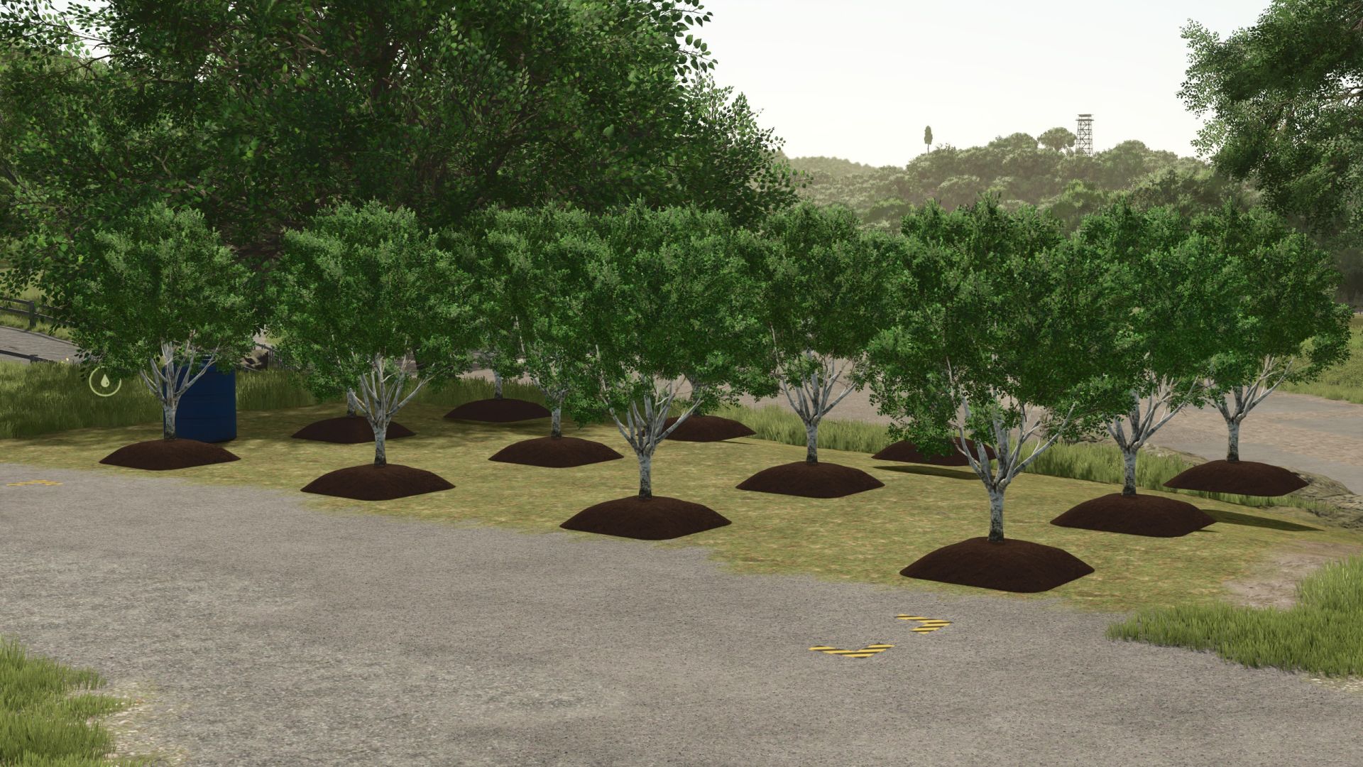 Fruit Tree Plantation